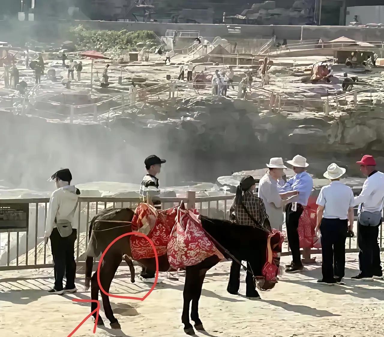 有人真驴！
黄河壶口瀑布有人举报公驴在大庭广众之下，随意露出不雅部件。
景区火速