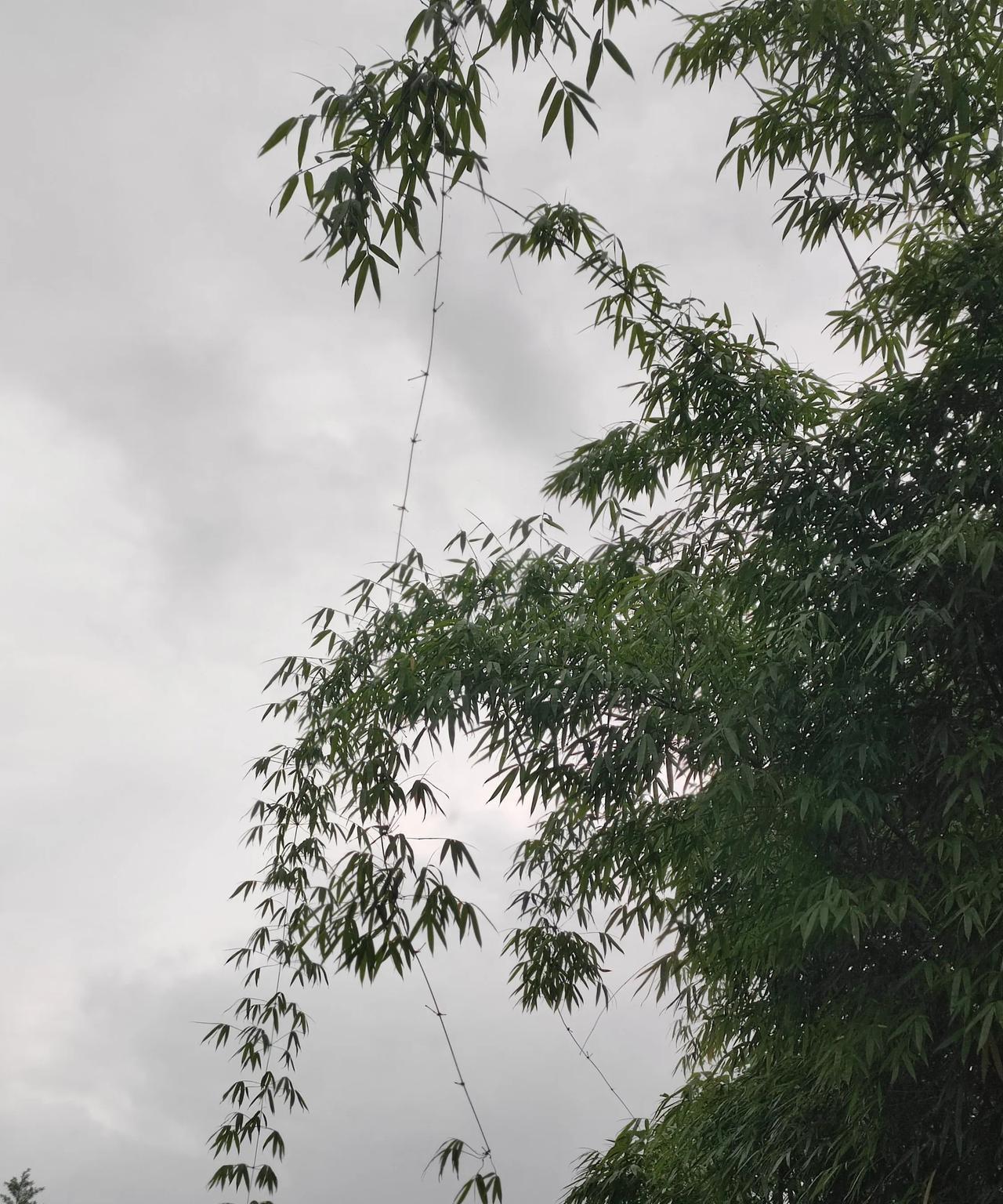 针对6月1号乌克兰对俄罗斯战略空军机场袭击的行为，泽林斯基还没窃喜几天，俄罗斯的