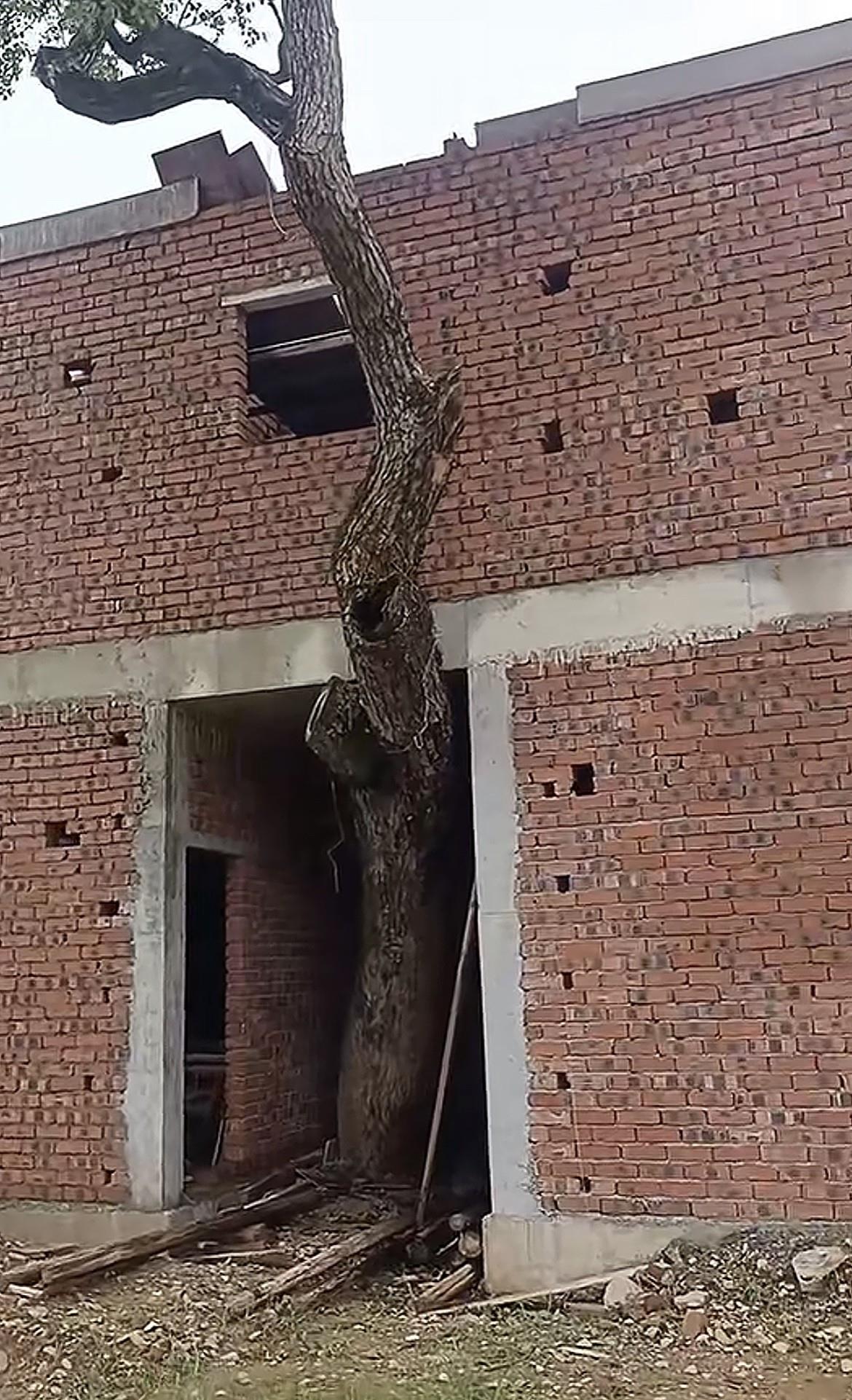 这户人家建房子也是绝了，为了不破坏这颗树，还单独给树建了个小单间。