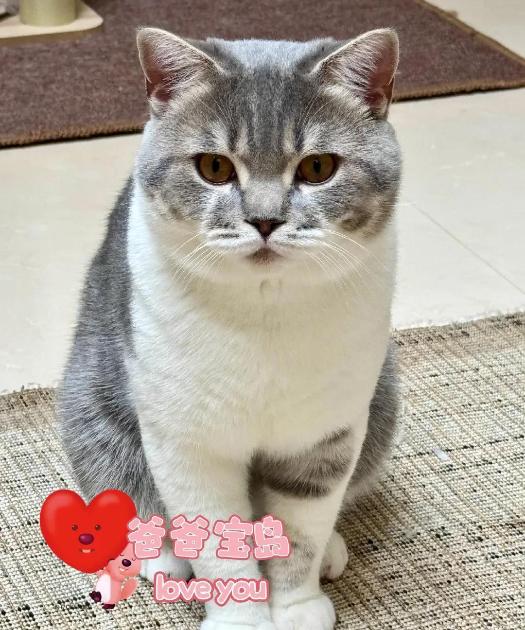 黄安晒猫咪一家四口，网友称美好愿望、静候佳音
8月28日中午，黄安在社交媒体发文