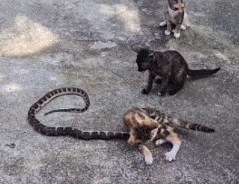 猫咪被蛇咬了…还有得救吗？