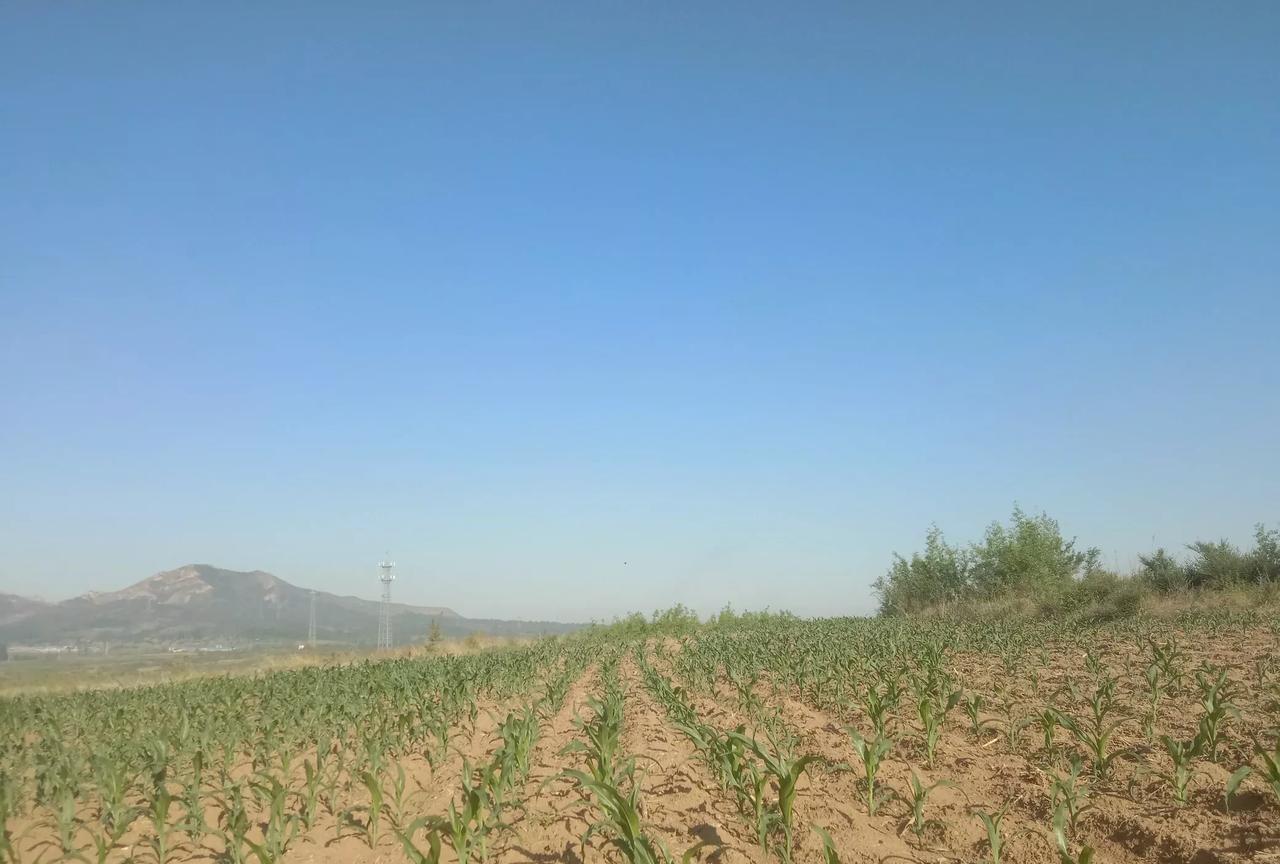 今日温度36度
属于高温天气了
趁凉快7点就下地找草去了
这块地的苞米苗挺好的