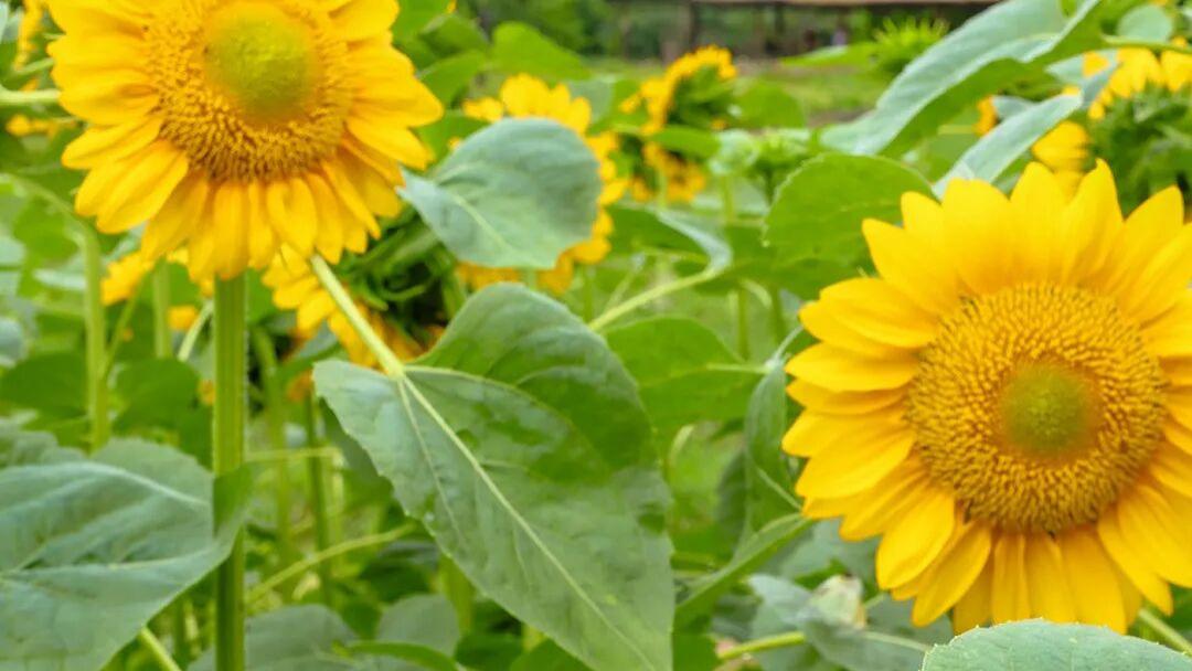 出书为什么一定要申请 ISBN？不申请真的不行吗？