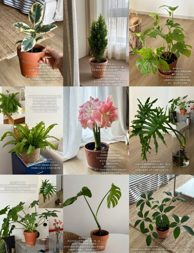 和植物一起生活丨分享我的绿色磁场