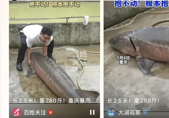 前提是捡到280斤大鱼，捡很重要，不是偷窃、偷猎或者其它违法行为；
另外这条大鱼