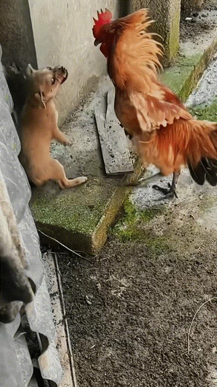 小狗惹了小鸡，被公鸡啄成这样了[惊呆]
