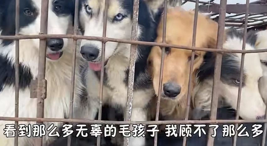 最讨厌那种说：“狗是毛孩子，最通人性了，怎么能吃它呢？”

猪也通人性，你为什么