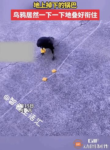 天啊！这个小可爱怎么能这么聪明啊，简直不敢相信自己的眼睛，特别是最后一个动作，太