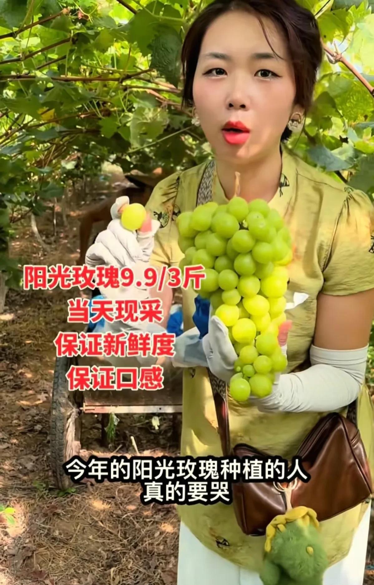 早些年在深圳买阳光玫瑰要五六十块钱一斤，那时候真的觉得阳光玫瑰是最好的吃的葡萄之