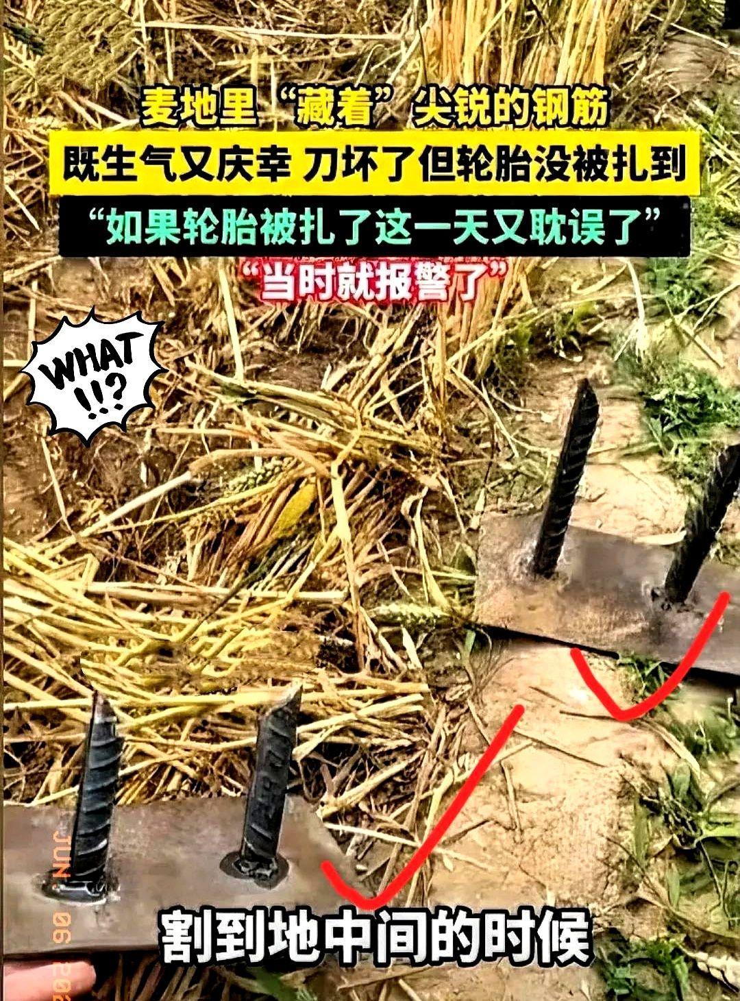 河北一女子收割麦子时发现麦田里埋有两根新焊钢筋，立即报警。
说到这儿，给大伙儿提