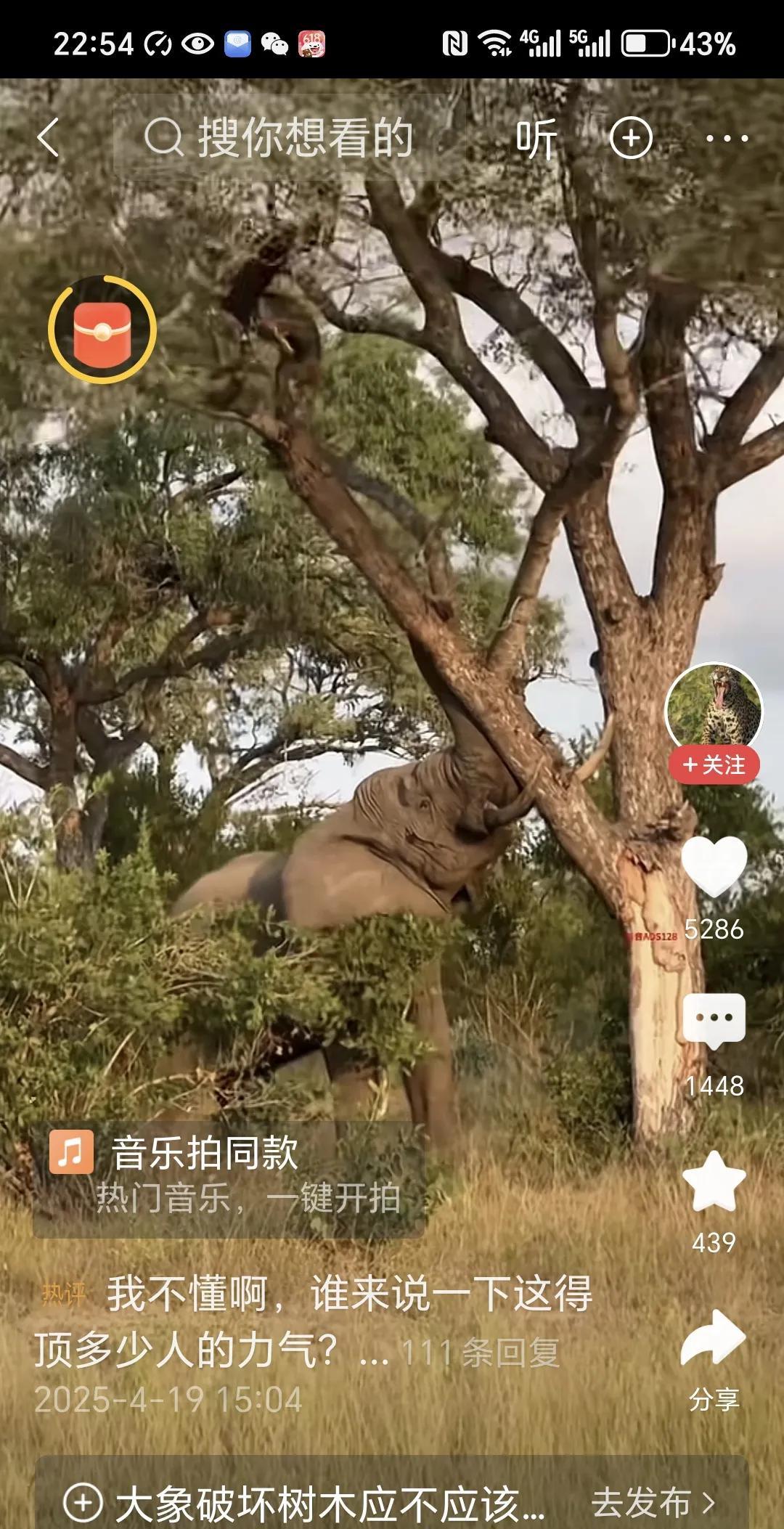 大象的力气可真是大啊！
只见一头大象用自己的鼻子顶住这棵大树，
三下五除二，
不