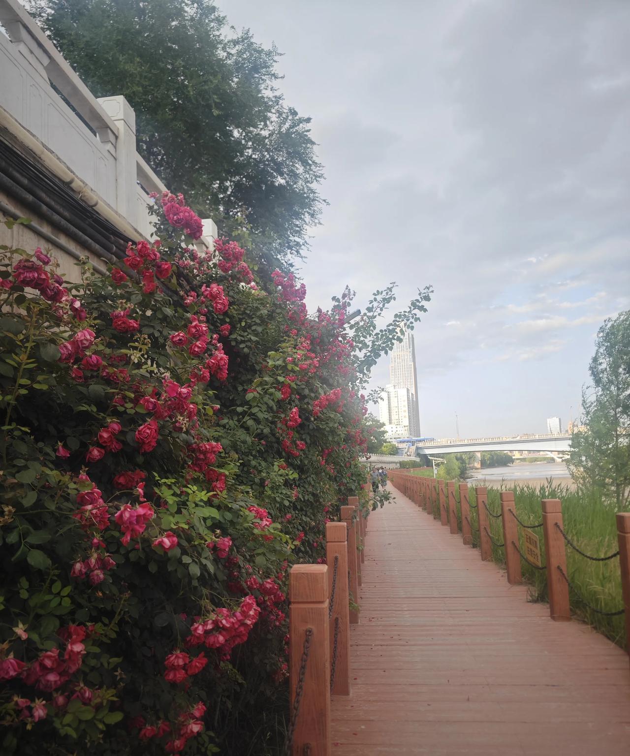悠长的夏日，
晴好的天气，
奔腾不息的黄河水
一路繁花的河滨