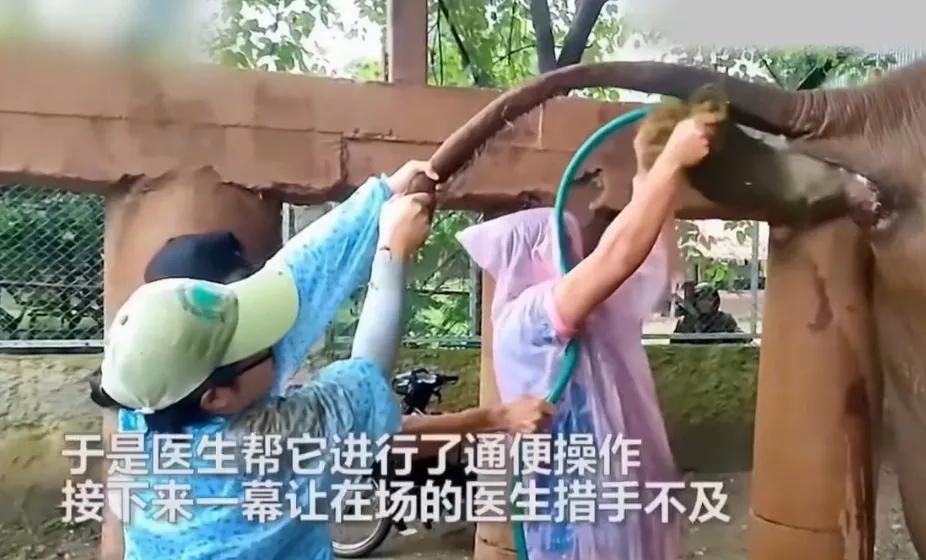 太好笑了。笑叉气了哈哈哈，你们看看，大象便秘一大坨屎堵在肛门口，就是拉不出来，大