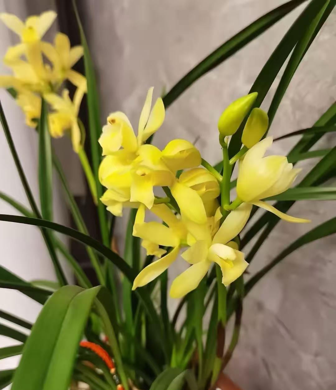 联海拾贝（702）
哲理联
稻草捆秧翁恋子；
竹篮装笋母怜儿。
三十年前爱买剑买