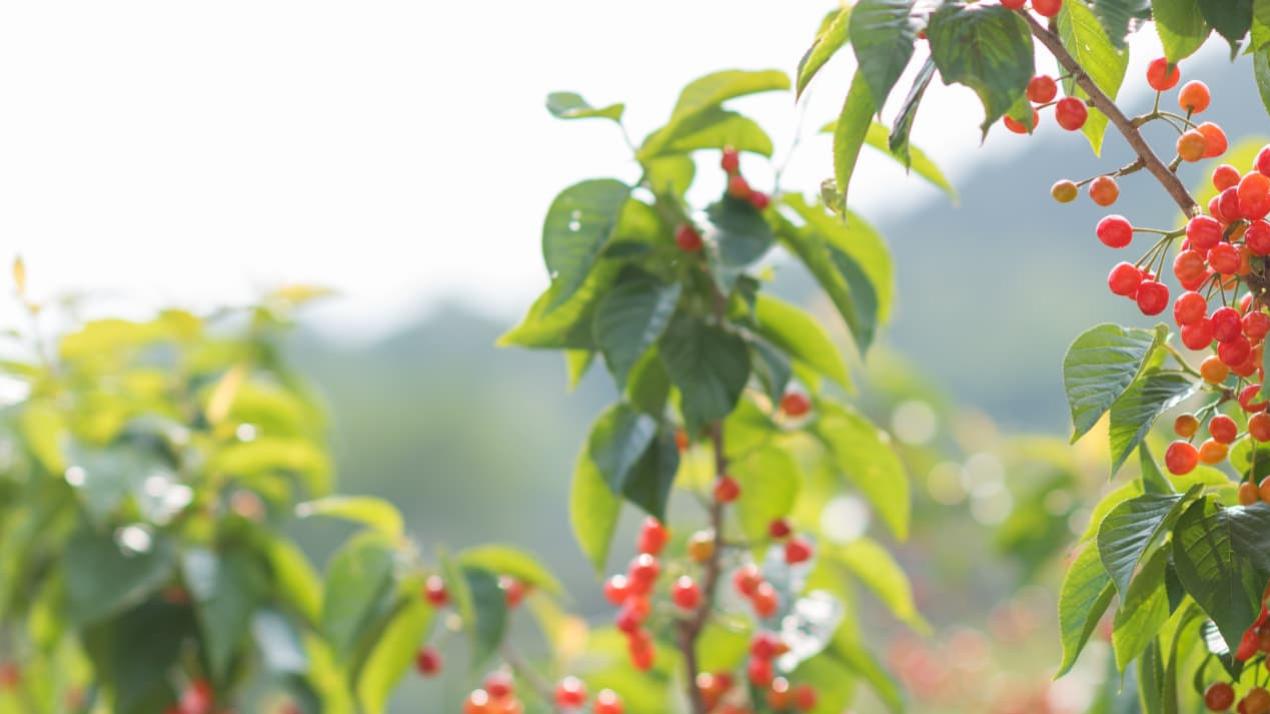 30天甘蔗甜入魂，病虫害可控，福建厦门，甘蔗绿色产业