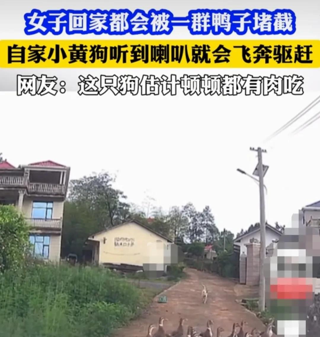 女子每天回家，车子来到自家路口的时候，她家的鸭子，就会成群结队的来迎接女子。
一