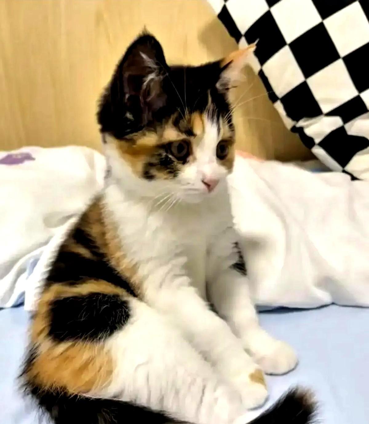 结婚第三年，我和老公因为只猫要离婚了，这事其实挺常见的。
去年刚捡到三花那会儿，