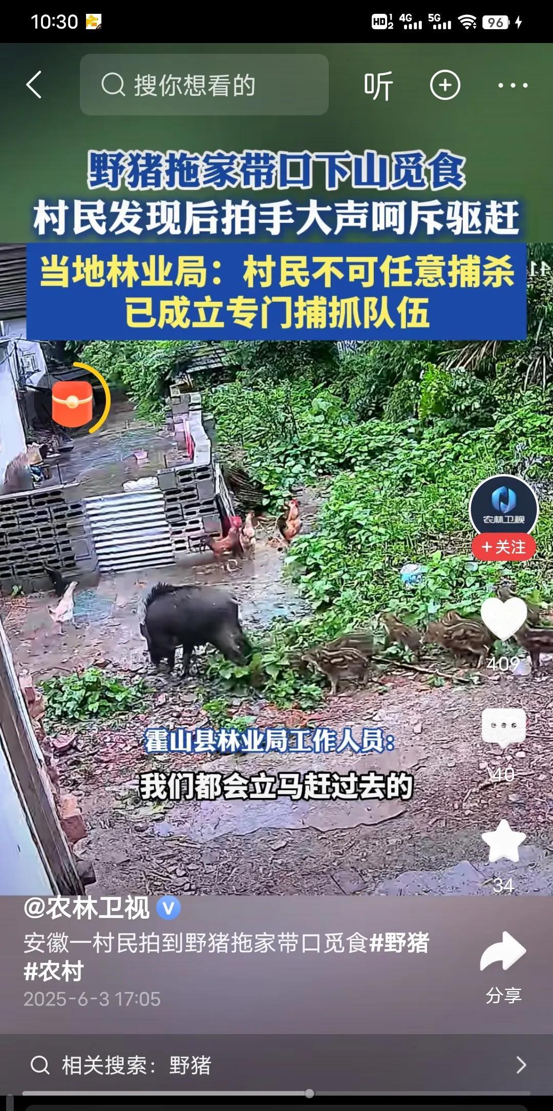 野猪泛滥了，一家野猪去农家抢食容易发生危险事故，当地应该出手管管了，希望不是只成