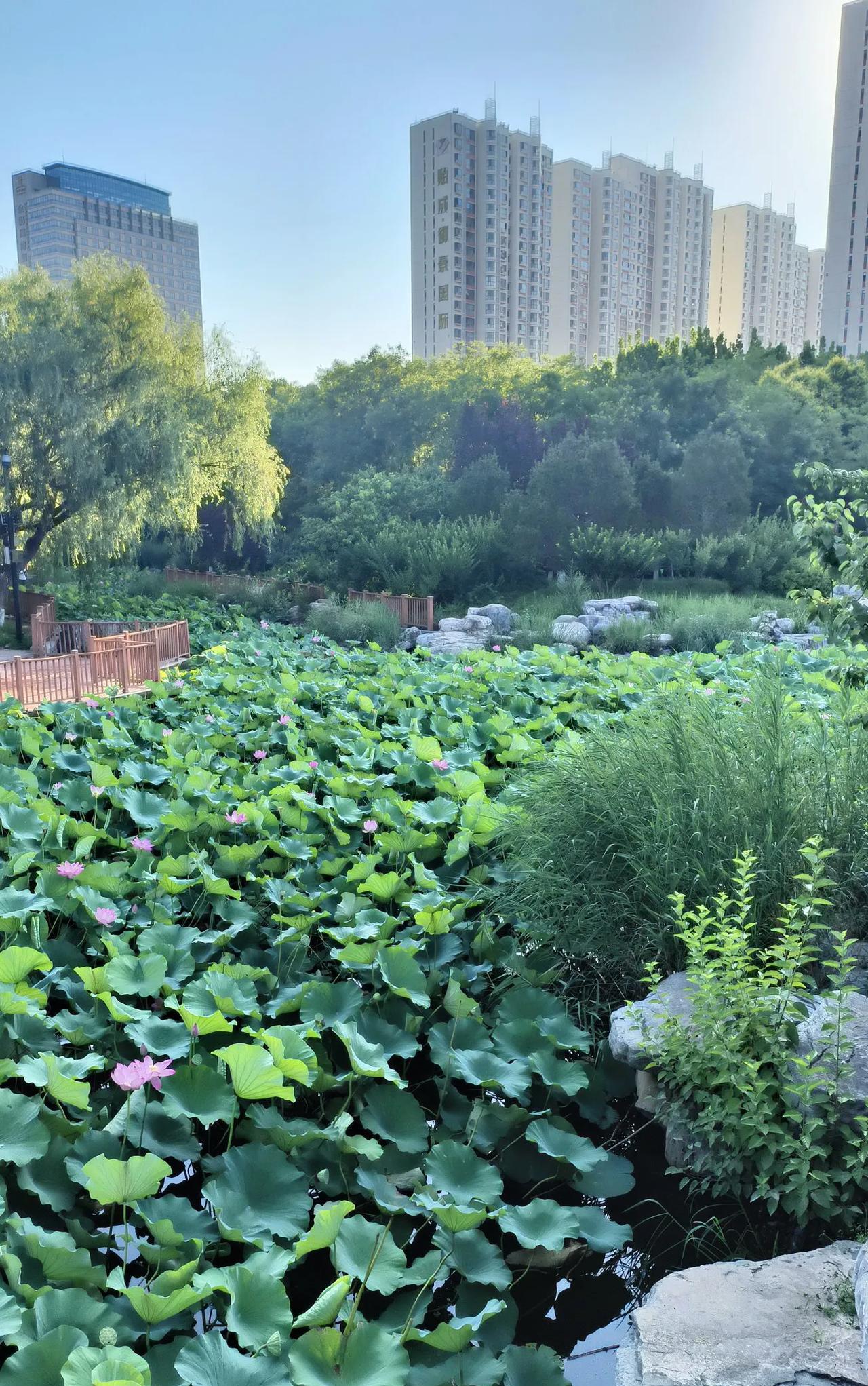 这几天同学一直给我打电话说几个不错的同学一起去外地游玩，让我一起去，最少半个月。