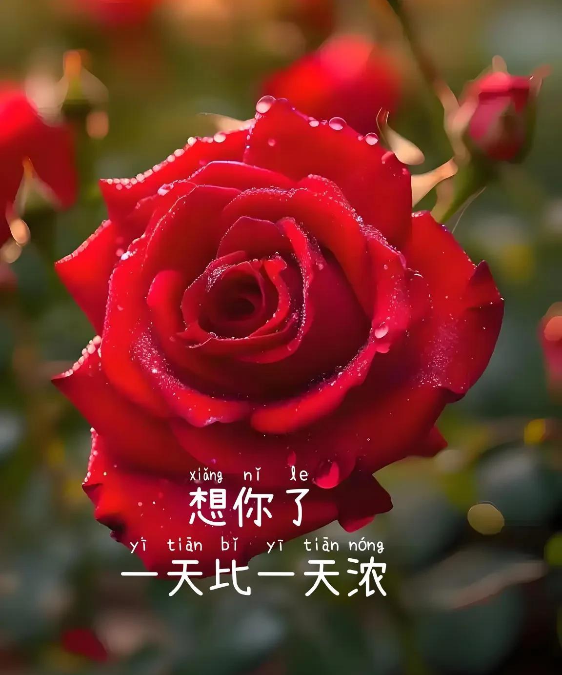 入了心的人，
根本无法忘记。
想你的夜，辗转反侧。
每一缕思念，
都紧紧缠绕着我