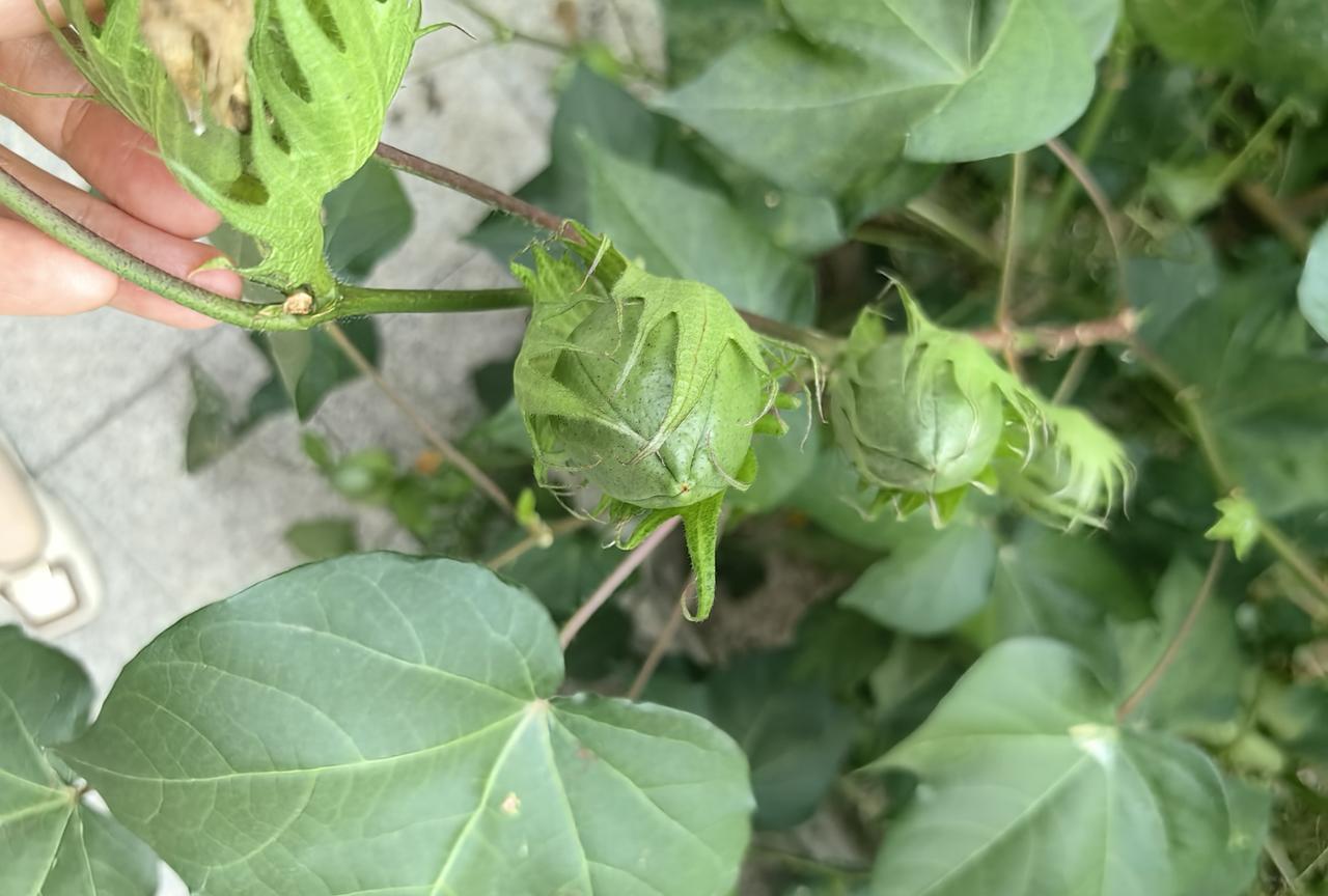 棉花就是这个树结的，一颗棉花树能结几十个花骨朵，慢慢长大变这样的棉花桃。像一颗颗