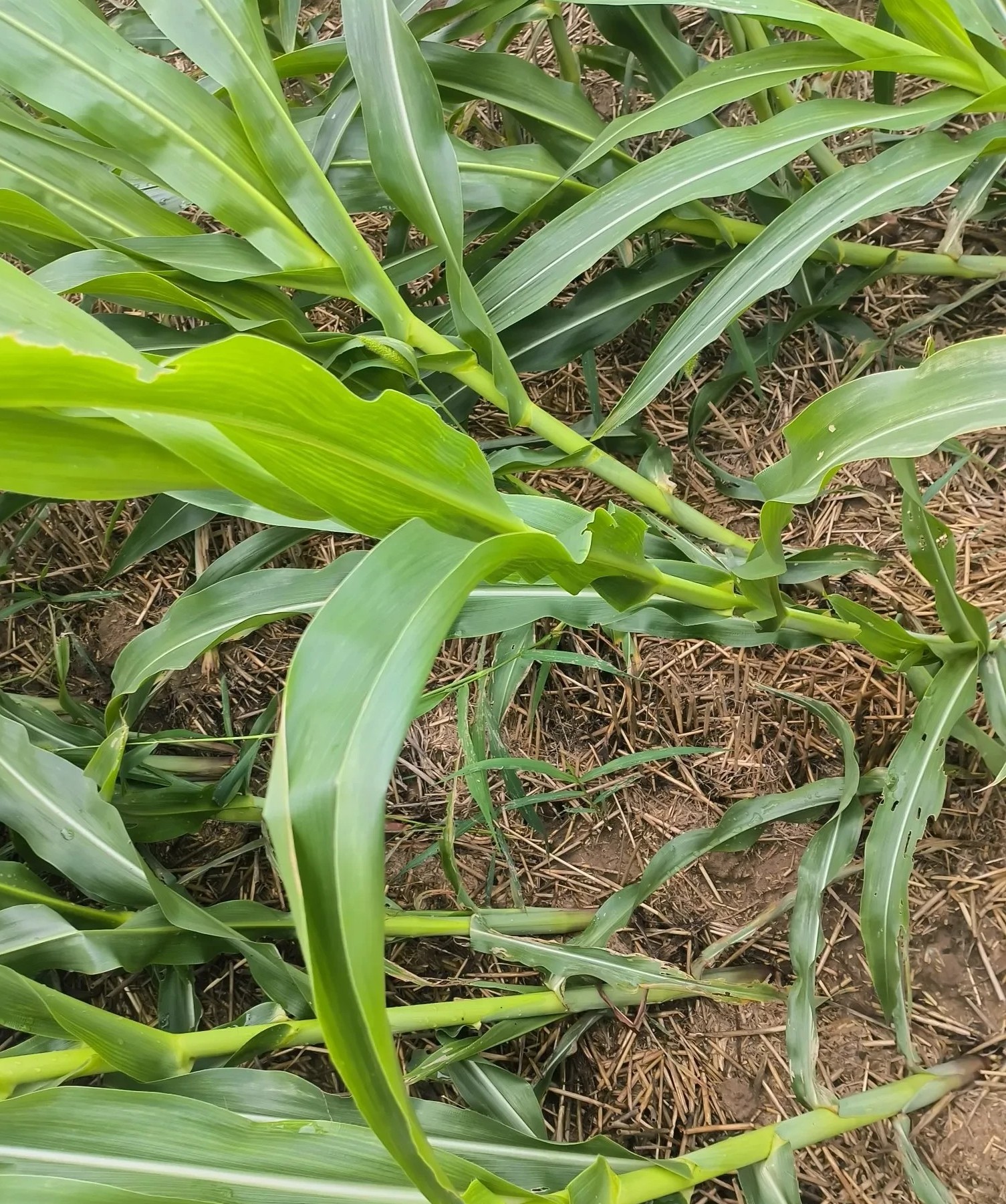 期盼已久的雨昨天下了，今天早上6点钟起床去撒化肥，撒了12亩地，回到家快中午了，