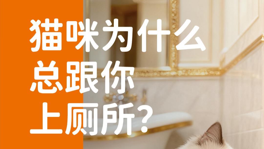 象乡宠物食品 | 猫咪为什么总跟你上厕所？