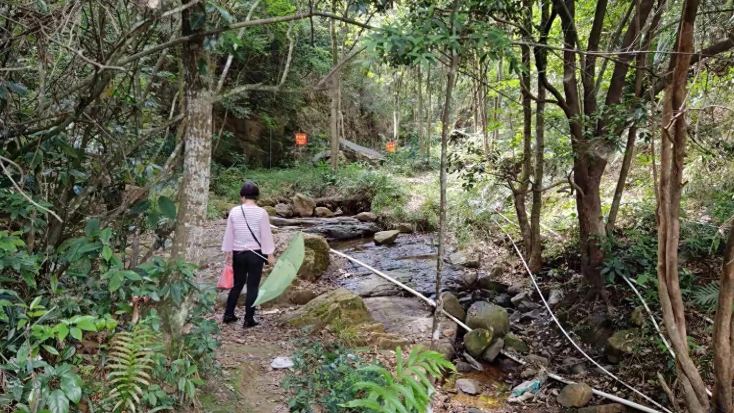 客天下与泮坑之间，登山古道旁一树多胎的诡异现象，期待专家解密