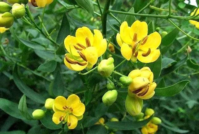 27岁女游客在三亚被蛇咬身亡，看到这一事件后，我汗毛倒立。因为蛇在南方地区是比较