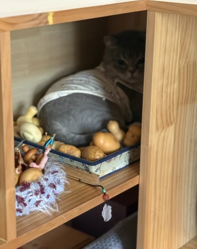 家人们 帮忙看看这个小猫还能要吗