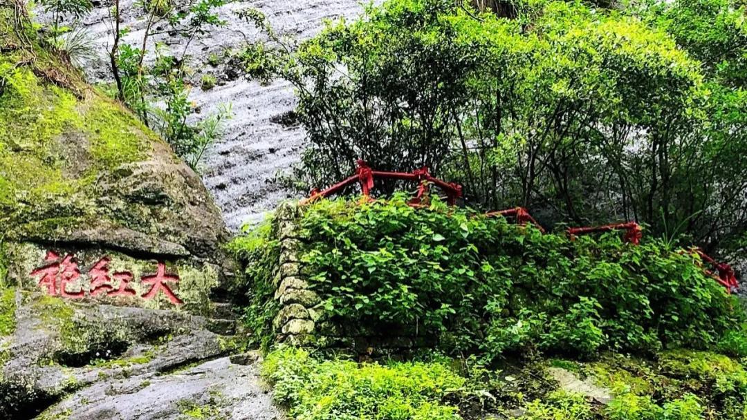 历史悠久岩韵独特的武夷岩茶