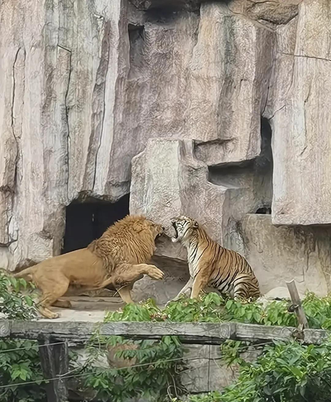 经典场面，狮虎斗……