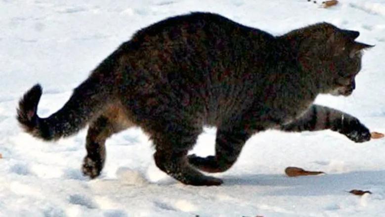 天敌克制的恐惧？猫咬住老鼠后，为什么老鼠不敢回头咬猫嘴？