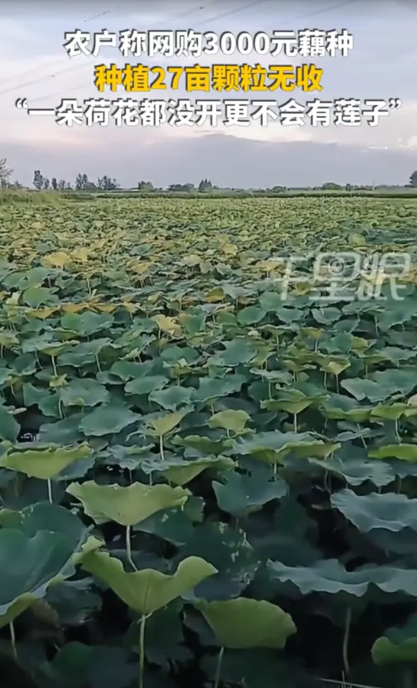 太坑人了！湖北仙桃，女子想着父母年纪大了，还愿意在土地里折腾，就在网上给他们买了