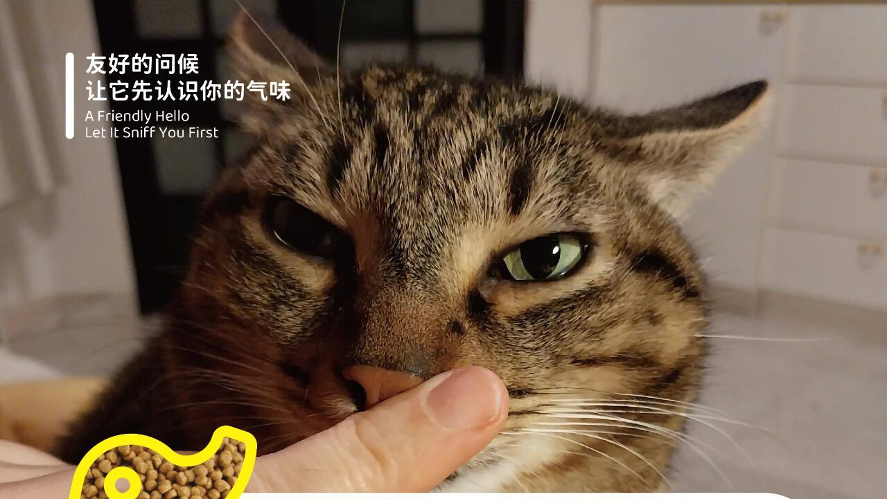 象乡宠物食品 | 新手撸猫：撸猫的艺术与科学