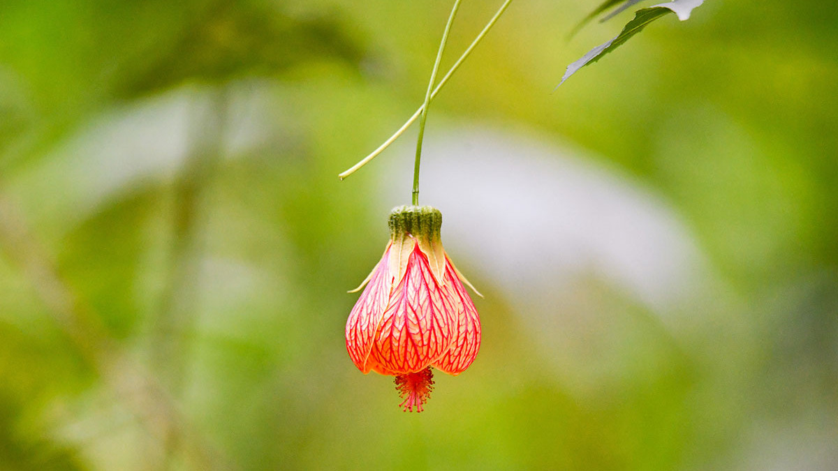今日七月十八，牢记：1不说，2不做，吃3样，图个事事顺成如意