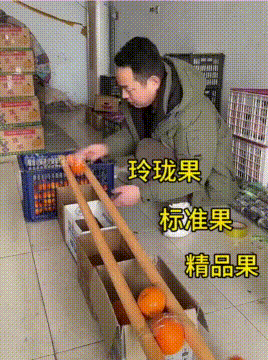 大哥筛选果子有妙招，还是劳动人民有智慧，两根木棍就解决！