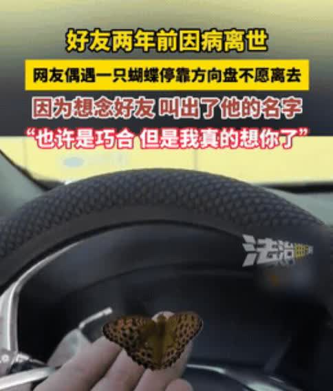 “感动哭了！”
 
辽宁一男子坐车上休息时，忽然一只蝴蝶飞到了方向盘上，待了