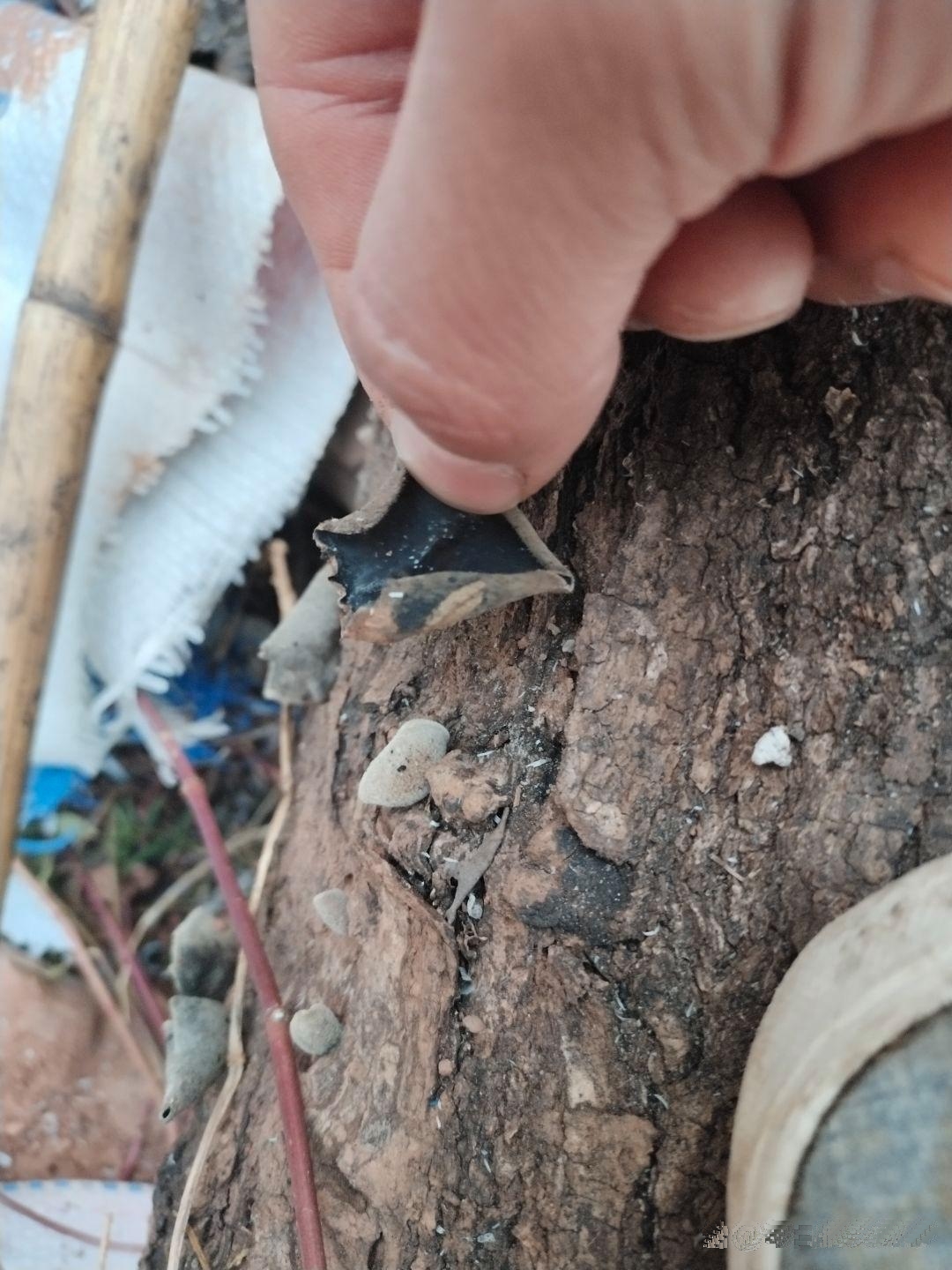像这种的可以吃的吗？？？