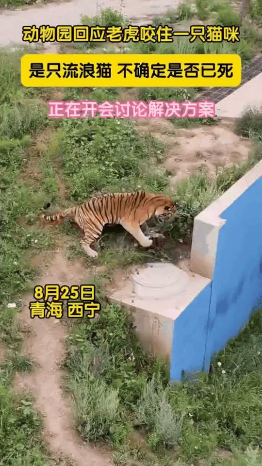 “担心的事情还是发生了！”青海西宁动物，一只流浪猫不知怎么溜进了东北虎的活动区，