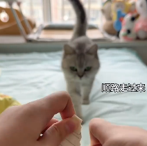 错把纸条当做猫条