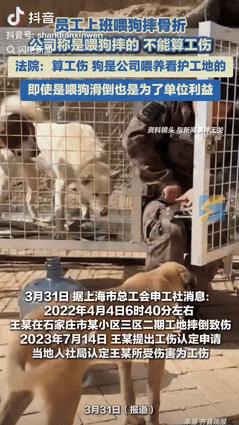 “到底是谁的错？”河北石家庄，一男子在工地喂狗，不幸滑倒摔伤导致骨折，人社局认定