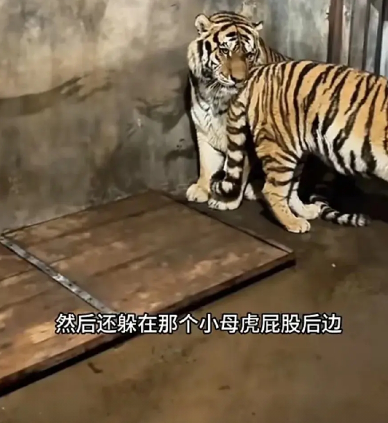 丢脸！528斤东北虎打针被吓的躲在角落里瑟瑟发抖，为躲避兽医躲在小母老虎的屁股后