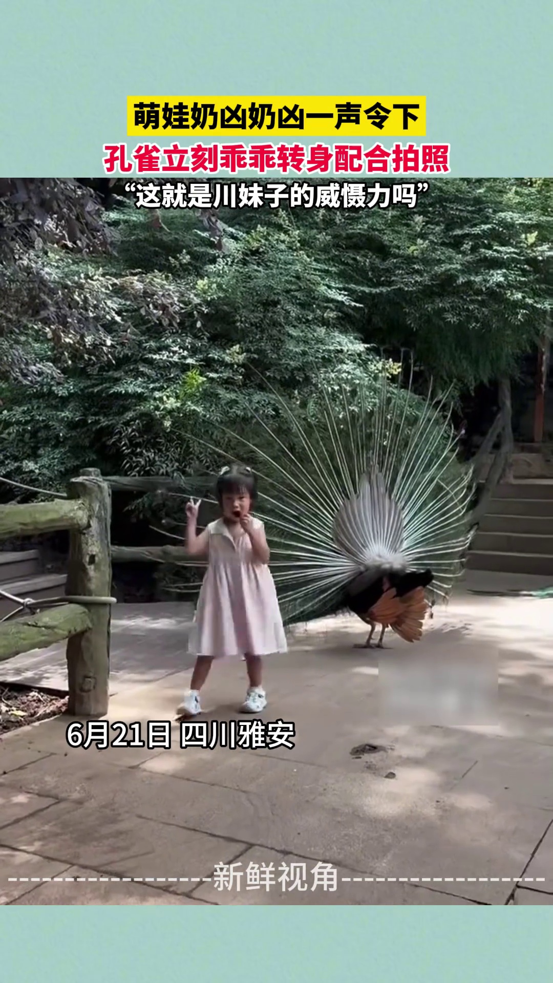 萌娃奶凶奶凶一声令下 孔雀立刻乖乖转身配合拍照