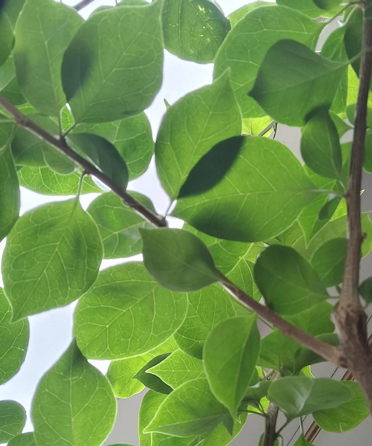 父母之爱子，则为之计深远。前天我说弟媳妇的父母将200万存款分给儿子100万，两