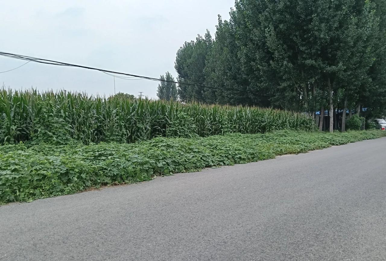这就是农村秋天的景色，
你们喜欢农村这样的自然风景吗？
#今日随手拍#