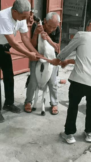 【看着蛋疼】想起一句歇后语：敲猪不带刀子硬挤[马思纯的微笑]