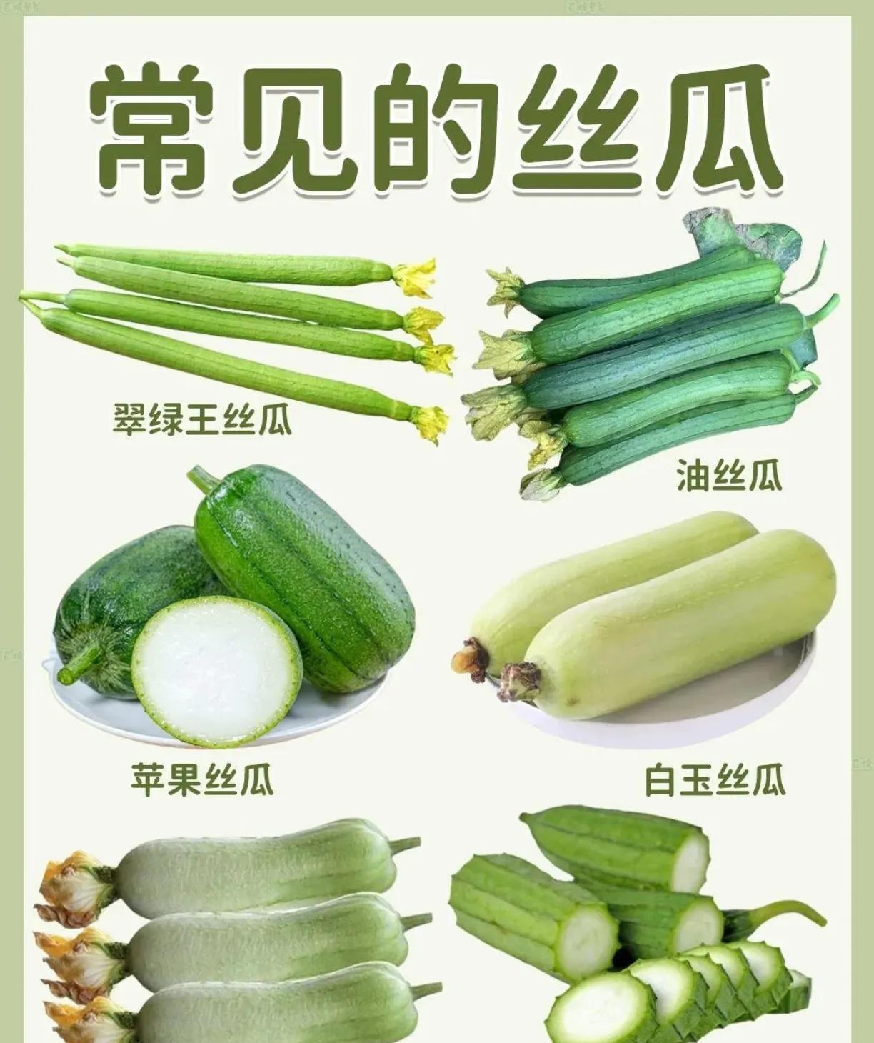常见的丝瓜种类解析
丝瓜是很常见的蔬菜。常见的有普遍丝瓜，细长圆筒形，30 - 