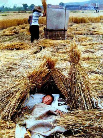 八十年代，乡下麦收之时，大人们在地里忙着收割小麦。孩子还小，放在家中不放心，就带