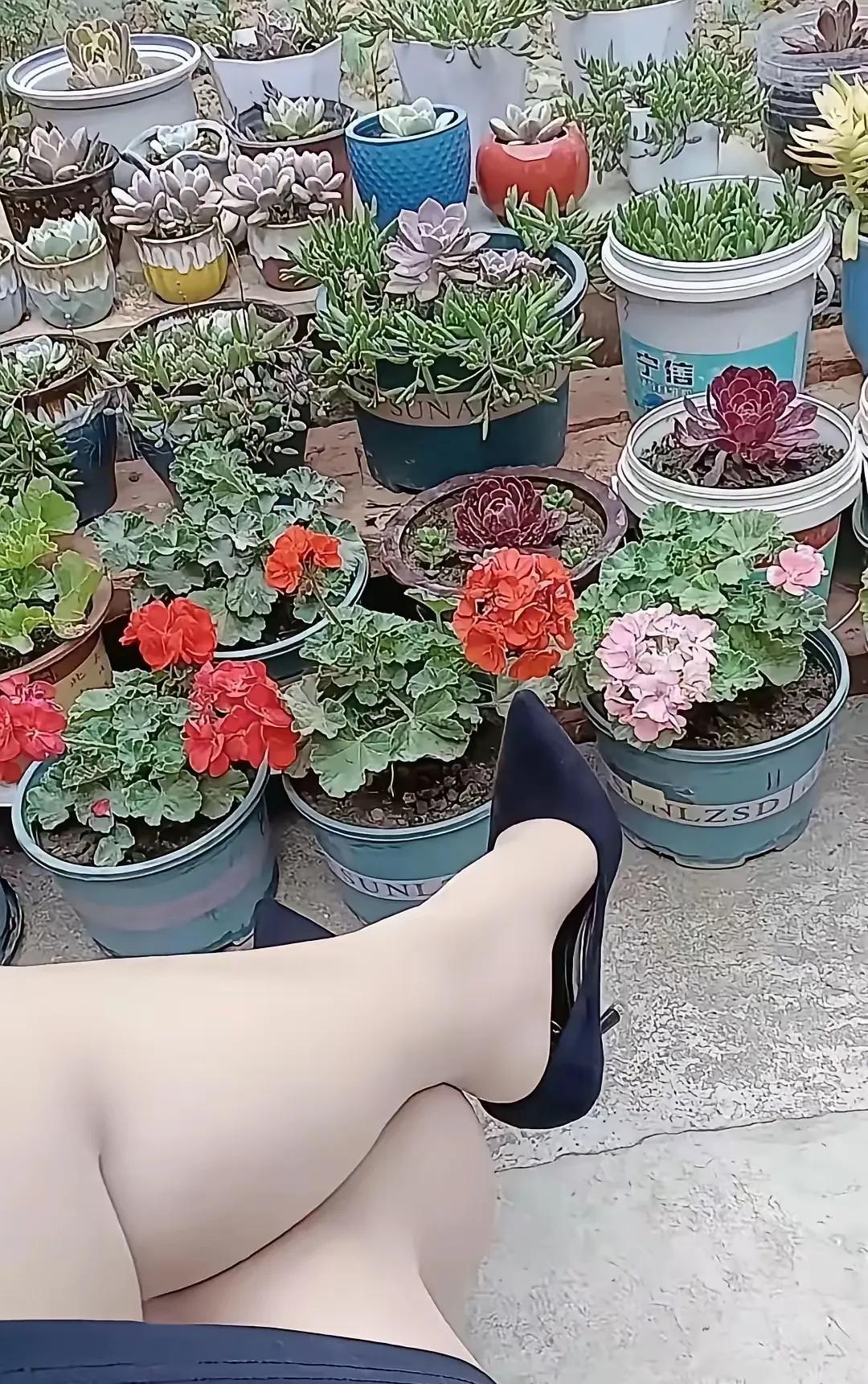 每天在家欣赏自己的这些花卉多肉，就是一大享受，坐在这里我就看着这些植物就会赏心悦